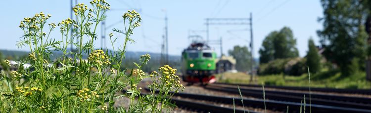 Ogräs i förgrunden, tåg och järnvägsspår i bakgrunden. 