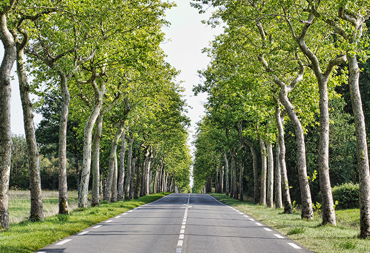 Rak väg som kantas av träd på ömse sidor. Foto: Ioan Panaite, Mostphotos