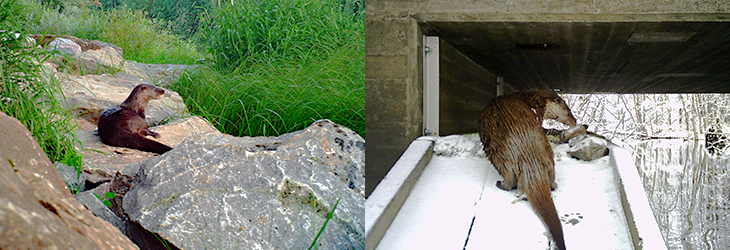 Två bilder, den första visar en utter på stenar och den andra en utter som passerar på en hylla under en bro. Foto: Trafikverkets viltkamera