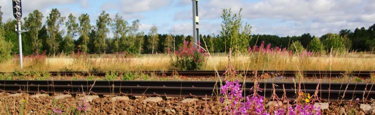 Järnvägsspår med lila blomma i förgrunden. Foto: Mostphotos