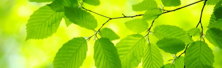 Trädgren med gröna blad och bakgrunden är grön/gul 