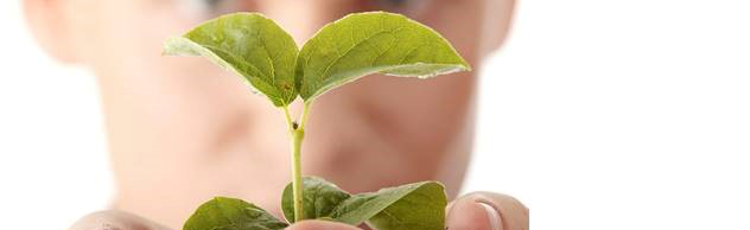 händer som håller i en grön planta